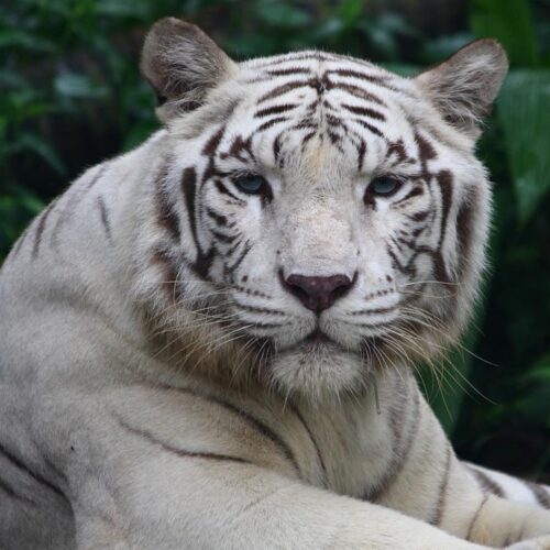 Tigru mort după ingestie de plastic