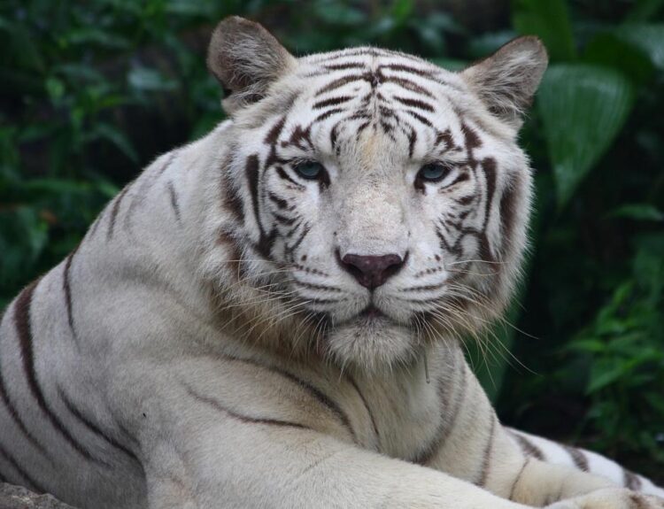 Tigru mort după ingestie de plastic