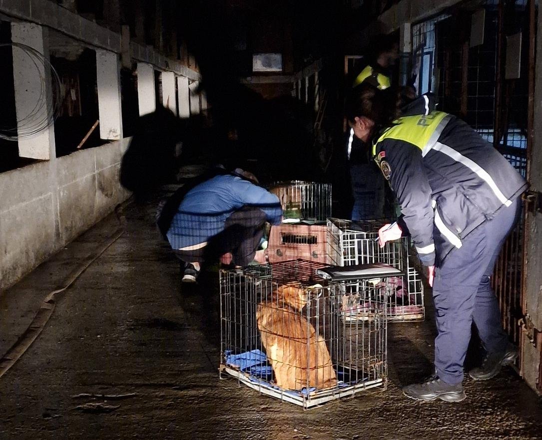 Toți câinii salvați dintr-un adăpost privat abuziv din România