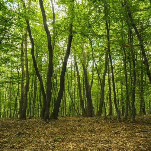 Defrișările ilegale amenință pădurea Hoia-Baciu din Cluj