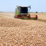 Recolte record la cereale în România și Bulgaria: Perspective economice promițătoare
