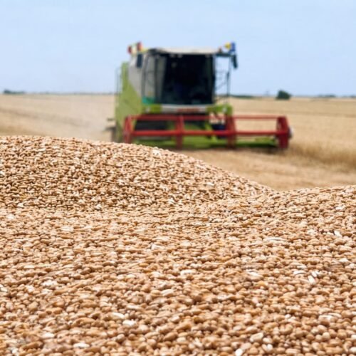 Recolte record la cereale în România și Bulgaria: Perspective economice promițătoare
