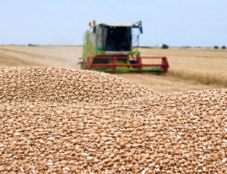 Recolte record la cereale în România și Bulgaria: Perspective economice promițătoare