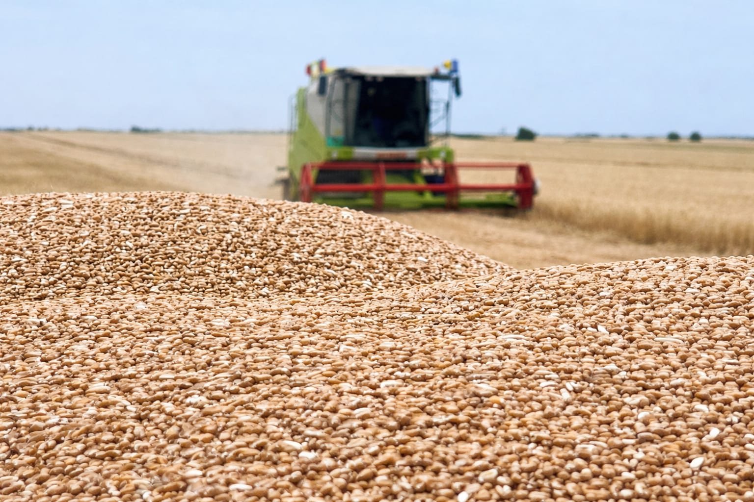 Recolte record la cereale în România și Bulgaria: Perspective economice promițătoare
