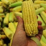 Deficitul global de porumb atinge aproape 30 milioane tone, potrivit USDA